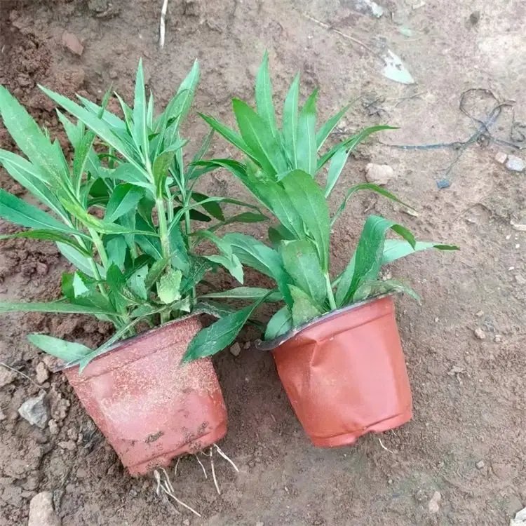 隨意草杯苗容器苗