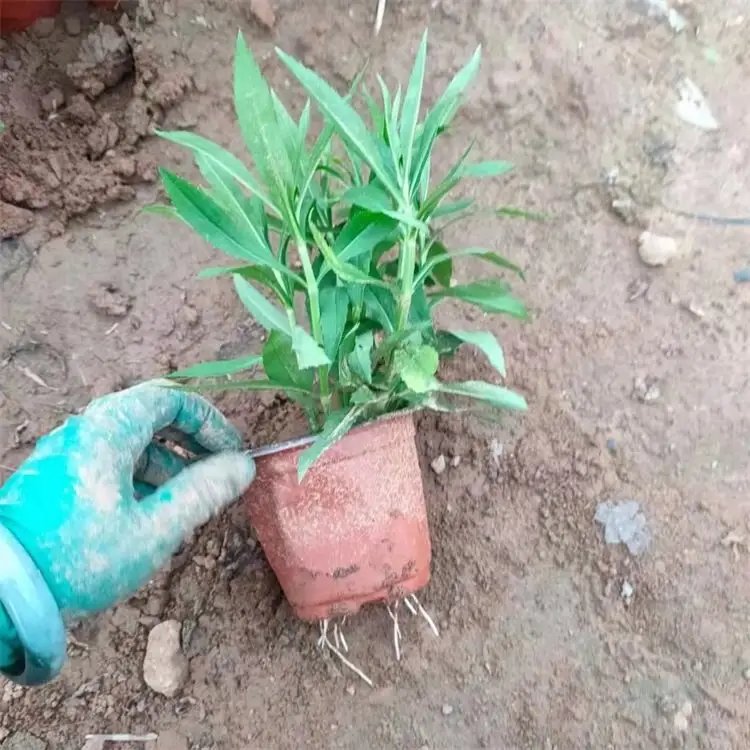 隨意草杯苗容器苗
