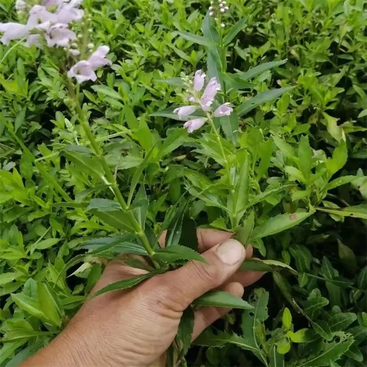 隨意草杯苗容器苗