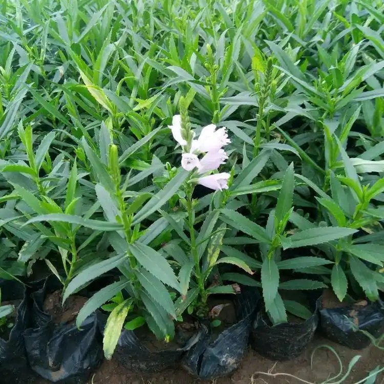 隨意草杯苗容器苗
