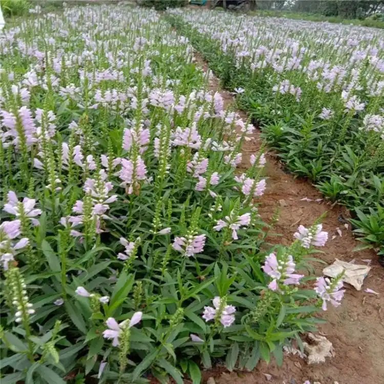 隨意草杯苗容器苗