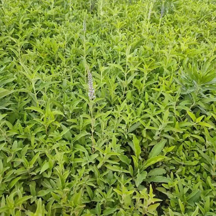 穗花婆婆納杯苗容器苗