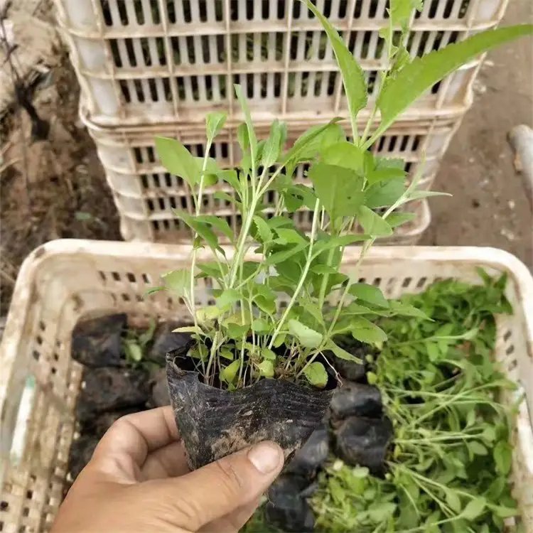 穗花婆婆納杯苗容器苗