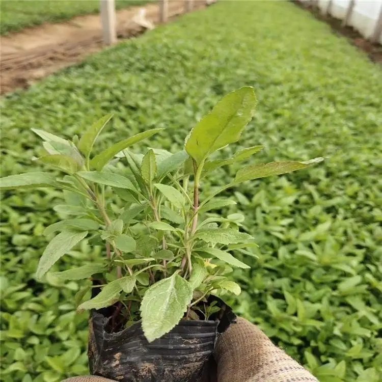 穗花婆婆納杯苗容器苗