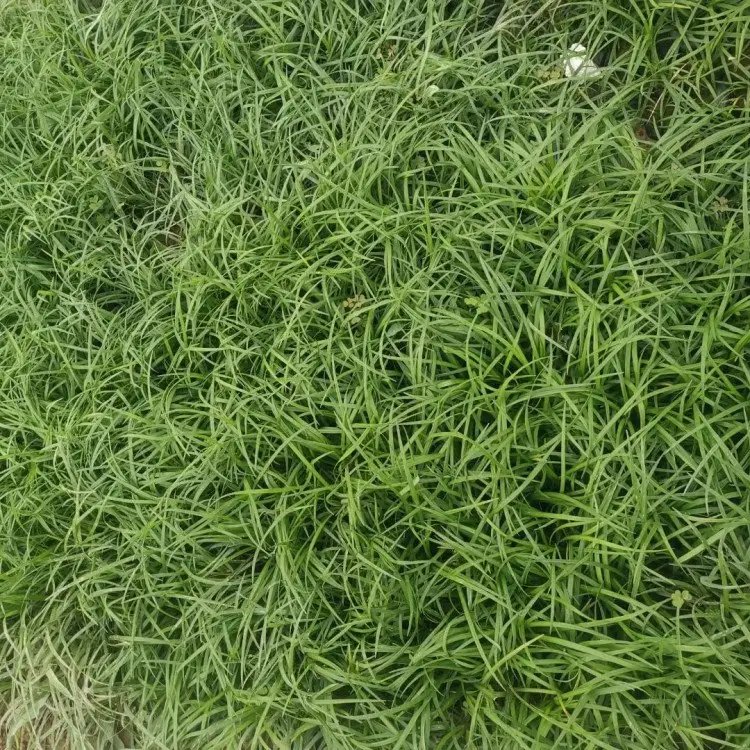 沿階草杯苗容器苗