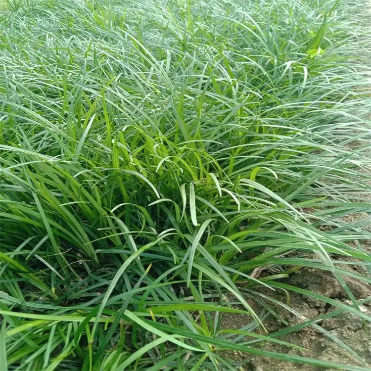 沿階草杯苗容器苗