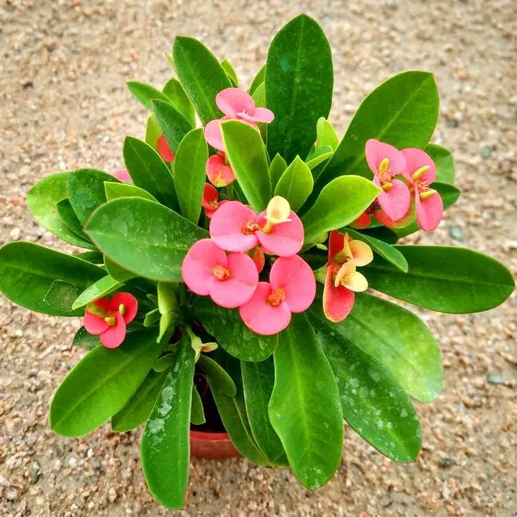 鐵<a href='http://www.hn123.net.cn/linmuzhongzi/1766.html' target='_blank'>海棠</a>杯苗容器苗