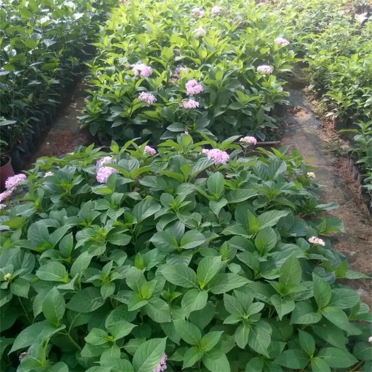 無盡夏繡球杯苗容器苗
