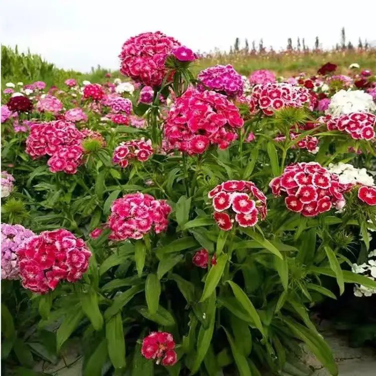 <a href='http://www.hn123.net.cn/caohuazhongzi/1632.html' target='_blank'>五彩石竹</a>杯苗容器苗