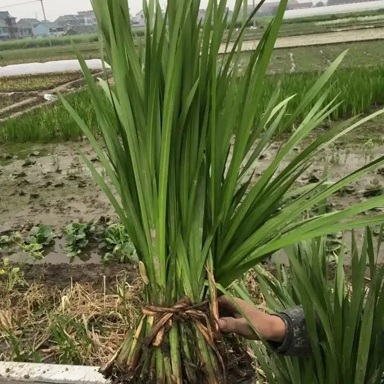 溪蓀杯苗容器苗