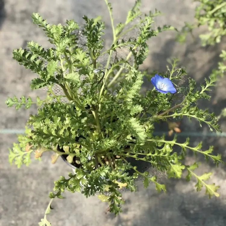 喜林草杯苗容器苗