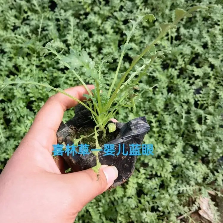 喜林草杯苗容器苗