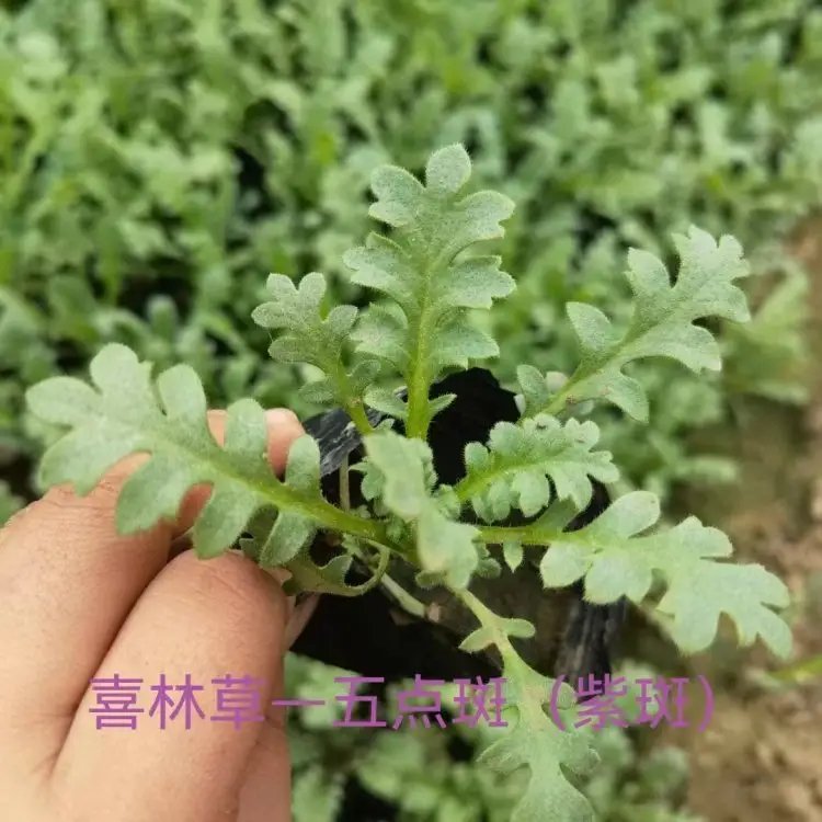 喜林草杯苗容器苗
