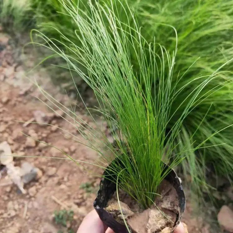 細(xì)葉針茅杯苗容器苗