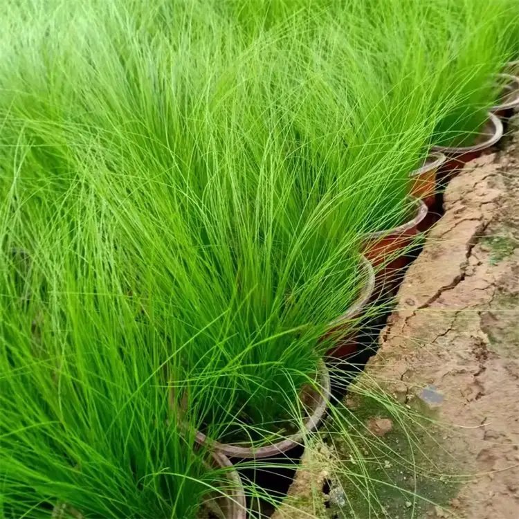 細(xì)葉針茅杯苗容器苗