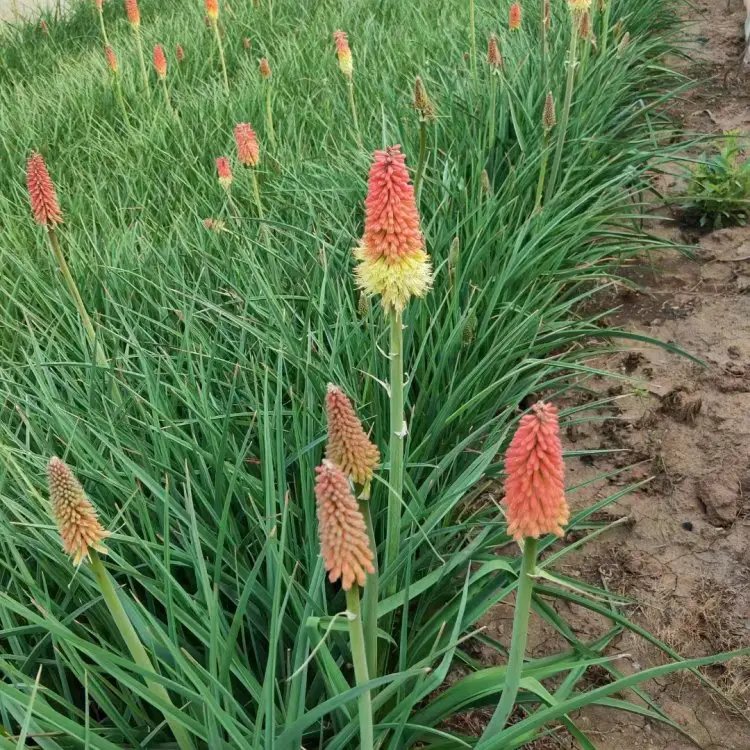 火炬花杯苗容器苗