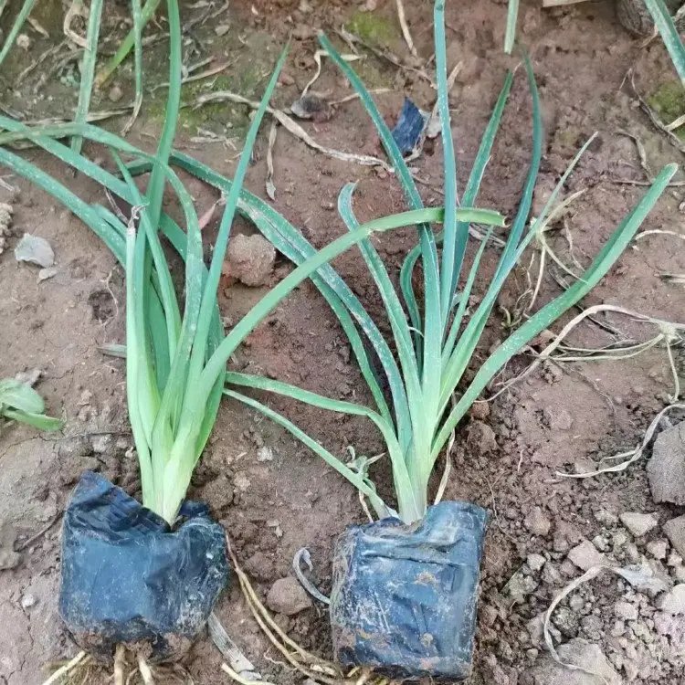 火炬花杯苗容器苗