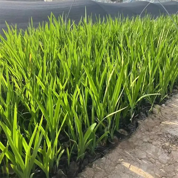 火星花杯苗容器苗