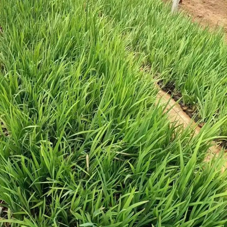 火星花杯苗容器苗