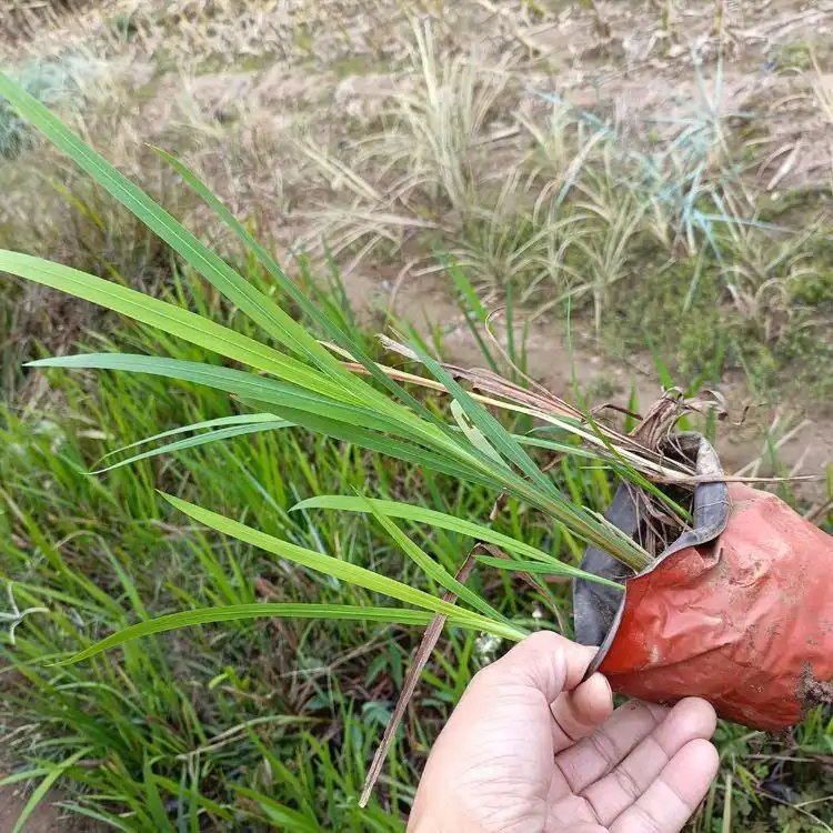 火星花杯苗容器苗
