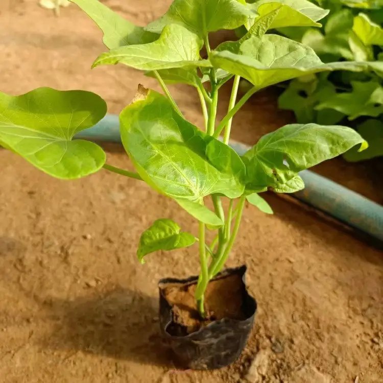 金葉薯杯苗容器苗