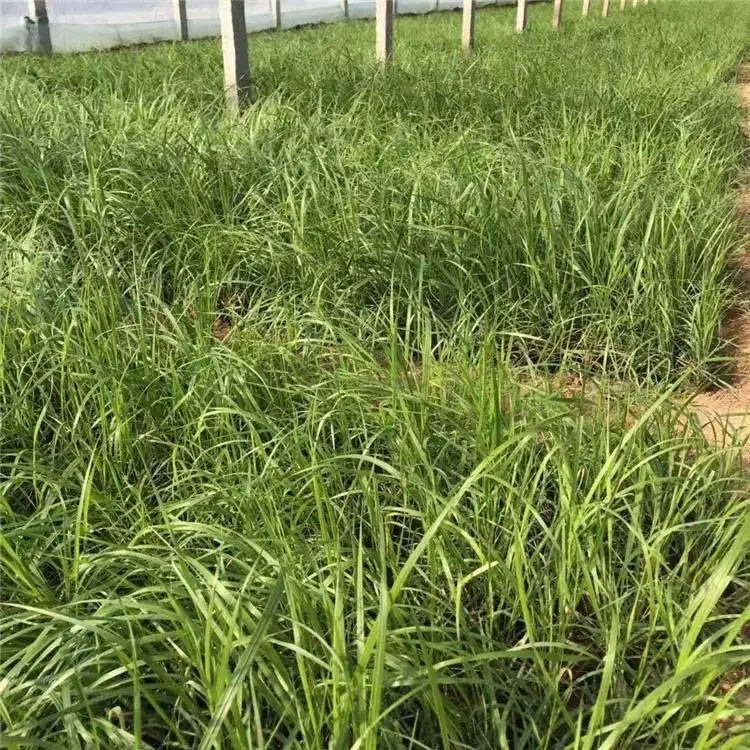 卡爾拂子茅杯苗容器苗