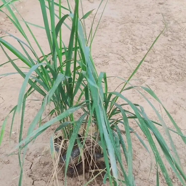卡爾拂子茅杯苗容器苗