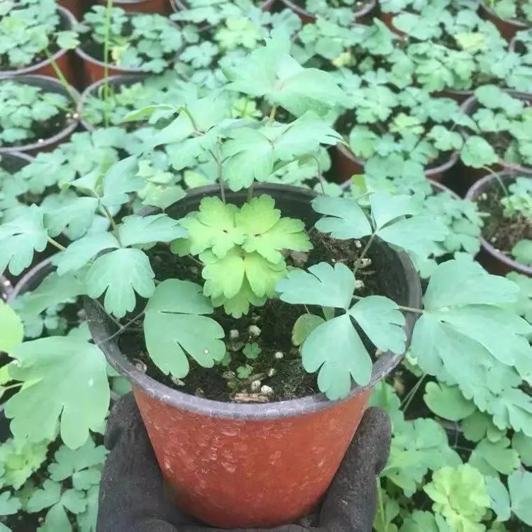 耬斗菜杯苗容器苗
