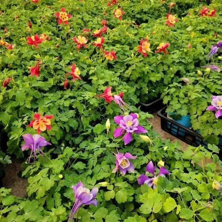 耬斗菜杯苗容器苗