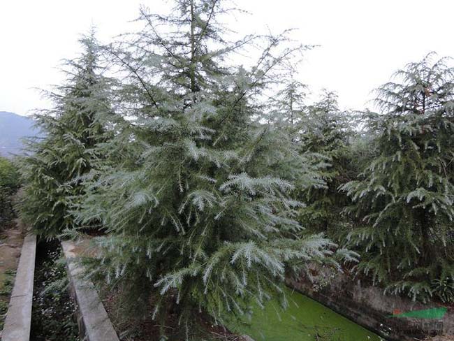 <a href='http://www.hn123.net.cn/linmuzhongzi/1853.html' target='_blank'>雪松</a>