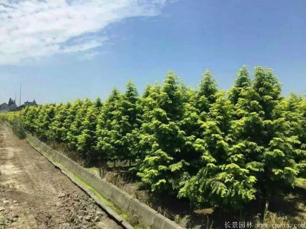 金葉<a href='http://www.hn123.net.cn/linmuzhongzi/1720.html' target='_blank'>水杉</a>圖片基地實(shí)拍