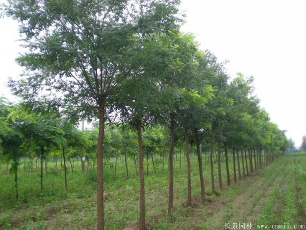 <a href='http://www.hn123.net.cn/linmuzhongzi/1841.html' target='_blank'>國槐</a>圖片<a href='http://www.hn123.net.cn/linmuzhongzi/1841.html' target='_blank'>國槐</a>基地實(shí)拍
