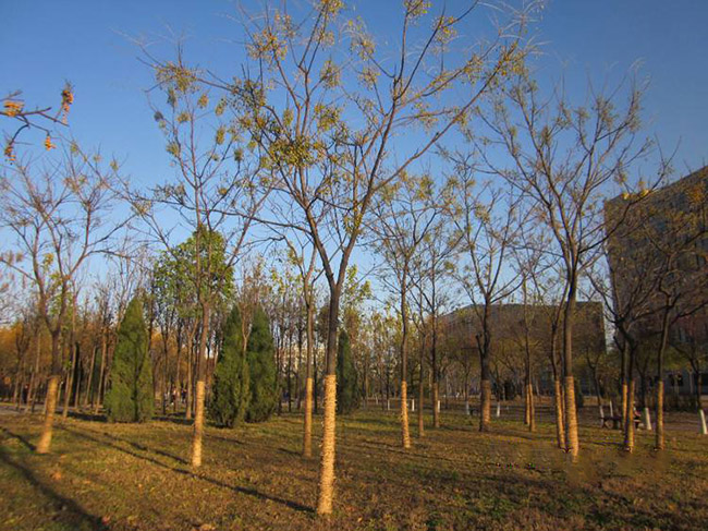<a href='http://www.hn123.net.cn/xingdaoshu/3368.html' target='_blank'>苦楝樹</a>