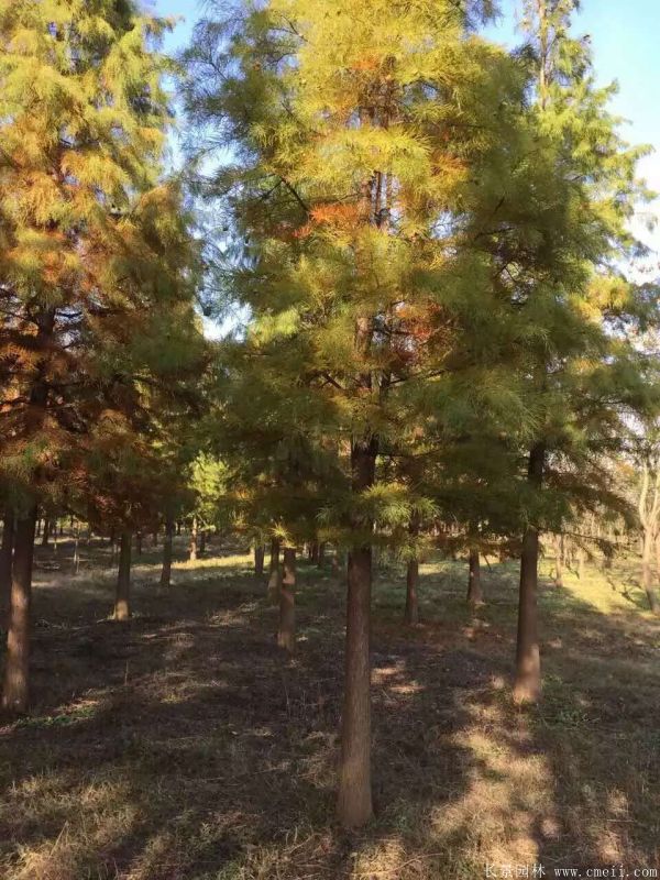 <a href='http://www.hn123.net.cn/linmuzhongzi/1823.html' target='_blank'>池杉</a>圖片<a href='http://www.hn123.net.cn/linmuzhongzi/1823.html' target='_blank'>池杉</a>基地實(shí)拍
