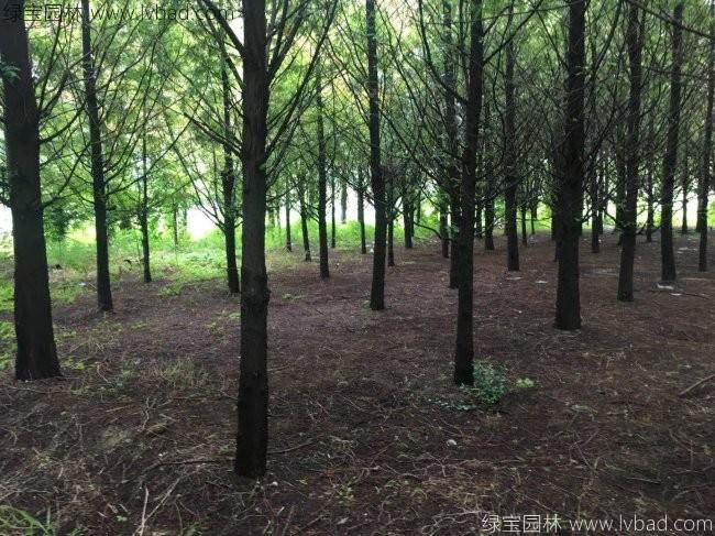 <a href='http://www.hn123.net.cn/xingdaoshu/3590.html' target='_blank'>水杉樹</a>