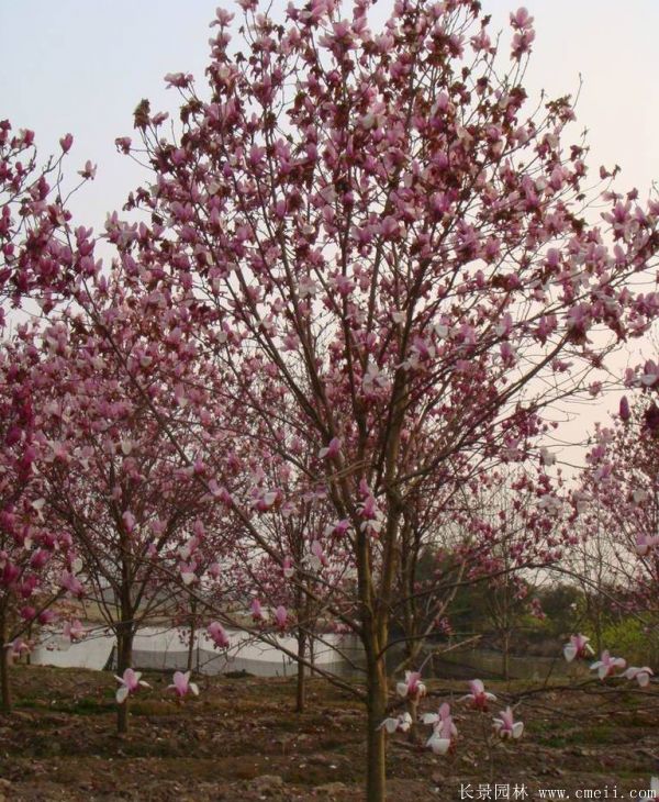 <a href='http://www.hn123.net.cn/xingdaoshu/3378.html' target='_blank'>紅玉蘭</a>圖片<a href='http://www.hn123.net.cn/xingdaoshu/3378.html' target='_blank'>紅玉蘭</a>基地實(shí)拍