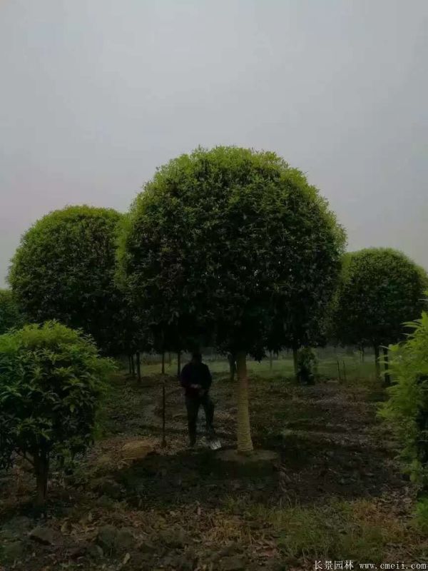 <a href='http://www.hn123.net.cn/xingdaoshu/3363.html' target='_blank'>桂花樹</a>圖片<a href='http://www.hn123.net.cn/xingdaoshu/3363.html' target='_blank'>桂花樹</a>基地實(shí)拍