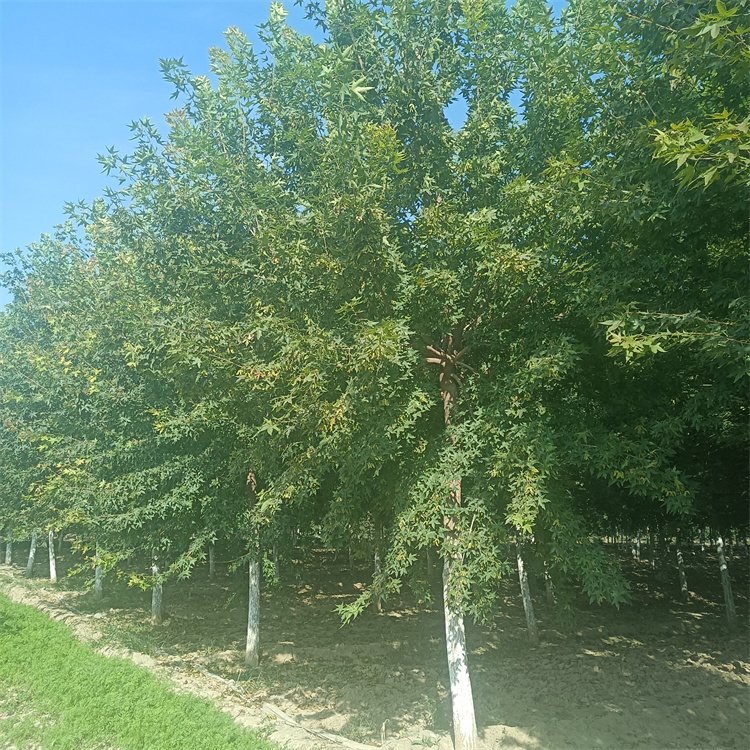 <a href='http://www.hn123.net.cn/linmuzhongzi/1781.html' target='_blank'>五角楓</a>