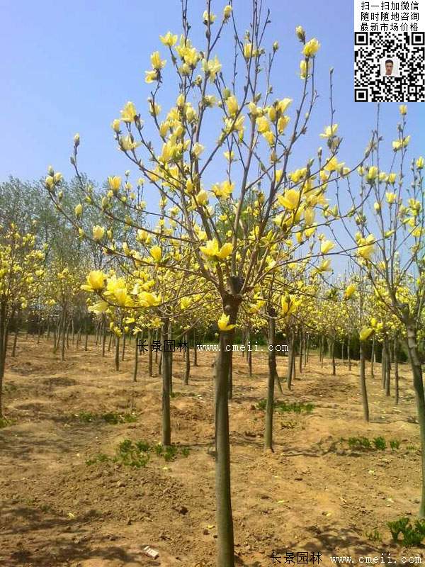 園林喬木植物<a href='http://www.hn123.net.cn/linmuzhongzi/1697.html' target='_blank'>黃玉蘭</a>圖片