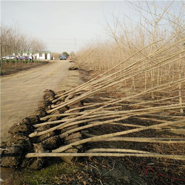 <a href='http://www.hn123.net.cn/linmuzhongzi/1855.html' target='_blank'>元寶楓</a>基地實(shí)拍圖