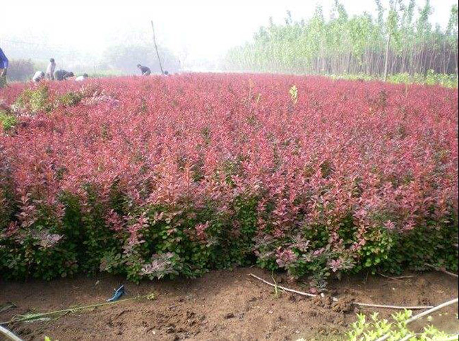 <a href='http://www.hn123.net.cn/linmuzhongzi/1753.html' target='_blank'>紅葉小檗</a>