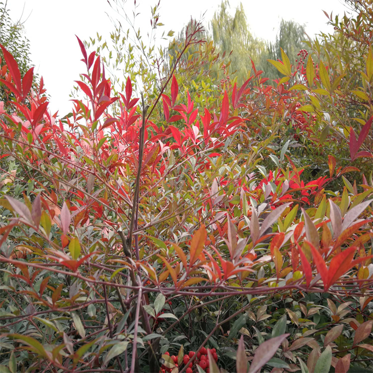 <a href='http://www.hn123.net.cn/linmuzhongzi/1800.html' target='_blank'>紅天竹</a>