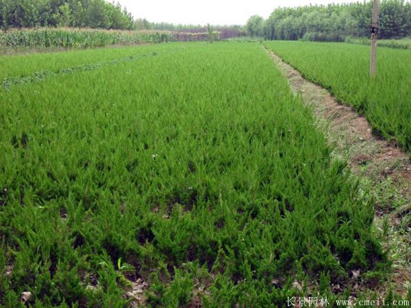 小<a href='http://www.hn123.net.cn/songbailei/3479.html' target='_blank'>龍柏</a>圖片基地實拍
