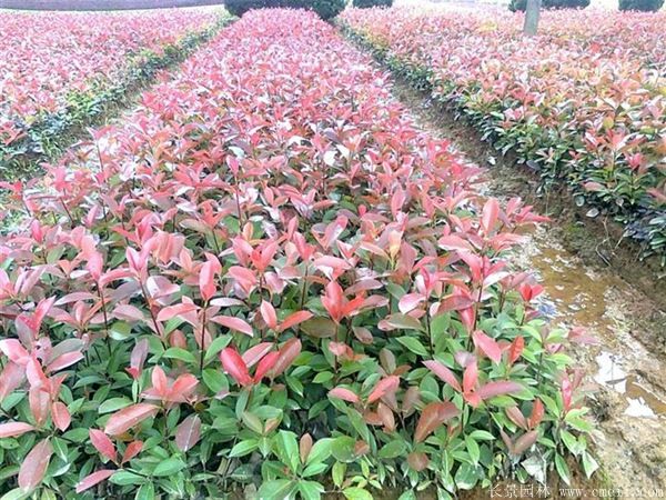 <a href='http://www.hn123.net.cn/linmuzhongzi/1747.html' target='_blank'>紅葉石楠</a>圖片基地實拍