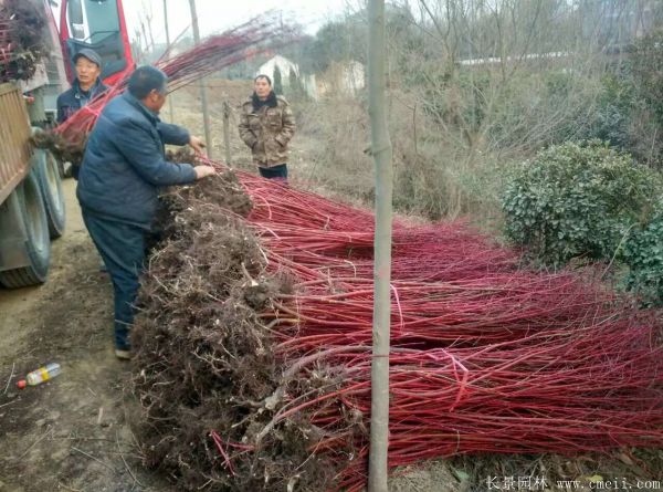 <a href='http://www.hn123.net.cn/linmuzhongzi/1759.html' target='_blank'>紅瑞木</a>圖片基地實拍