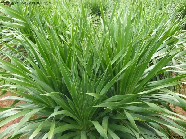 <a href='http://www.hn123.net.cn/linmuzhongzi/2230.html' target='_blank'>龍血樹種子</a>發(fā)芽出苗圖片