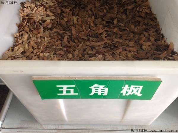 <a href='http://www.hn123.net.cn/linmuzhongzi/1781.html' target='_blank'>五角楓種子</a>圖片
