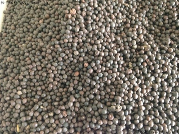 <a href='http://www.hn123.net.cn/linmuzhongzi/1807.html' target='_blank'>北欒種子</a>圖片