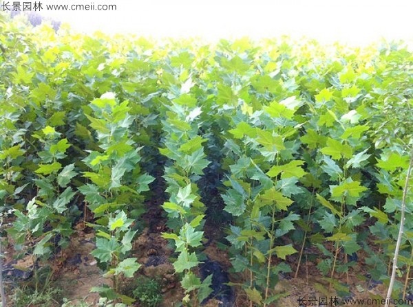 <a href='http://www.hn123.net.cn/linmuzhongzi/2262.html' target='_blank'>法桐種子</a>發(fā)芽出苗圖片