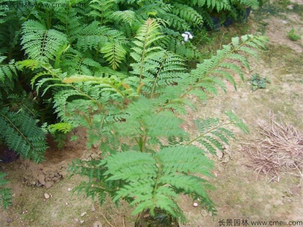 <a href='http://www.hn123.net.cn/linmuzhongzi/1799.html' target='_blank'>紅花楹種子</a>發(fā)芽出苗圖片